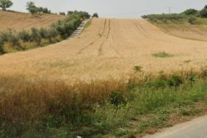 Terreno edificabile a Congiunti di Collecorvino