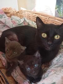 Gattini portafortuna