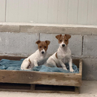 Coppia Cuccioli Jack Russel