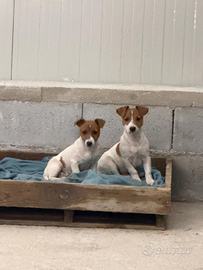 Coppia Cuccioli Jack Russel