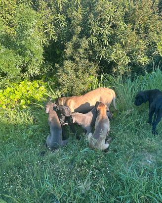 Cuccioli di cane corso