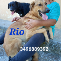Rio da adottare
