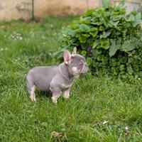 Cuccioli bulldog francese lilac tan