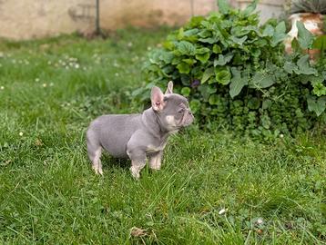 Cuccioli bulldog francese lilac tan