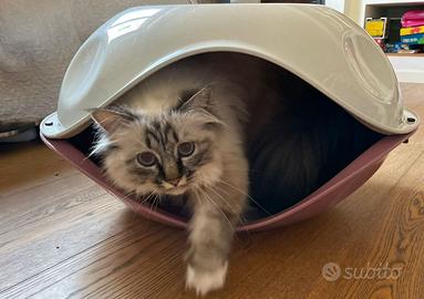 cuccia gatto ovale