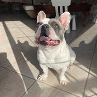 Bulldog francese blu pied disponibile per monta