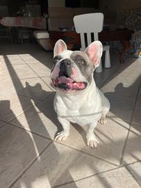 Bulldog francese blu pied disponibile per monta