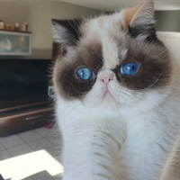 Gattini persiani exotic shorthair Loren