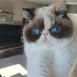 Gattini persiani exotic shorthair Loren