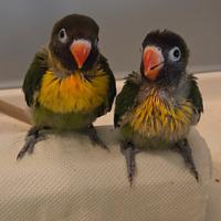 Pullo inseparabile personata mascherato