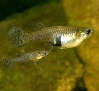 Gambusia, acquari, laghetti, giardini