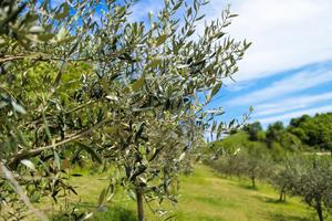 Terreno agricolo - santeramo in colle