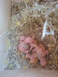 Pulli di inseparabile da allevare a mano