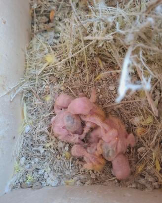 Pulli di inseparabile da allevare a mano