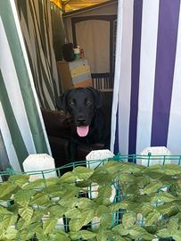 Cucciola labrador di 8 mesi
