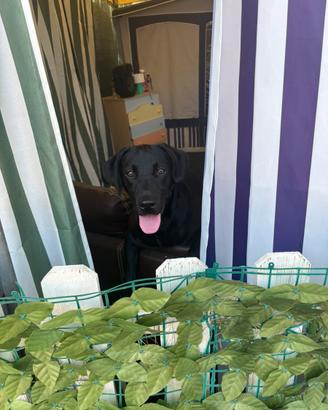 Cucciola labrador di 8 mesi