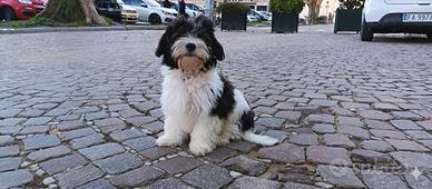 Cucciolo bichon havanais 4 mesi