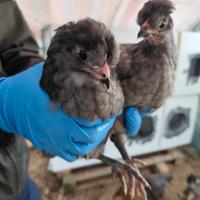 Galline oliveregger e Cornuta di Caltanissetta