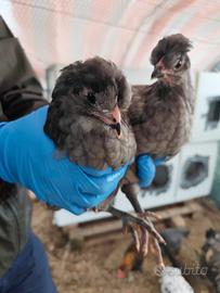 Galline oliveregger e Cornuta di Caltanissetta