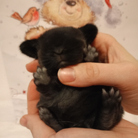 Cuccioli di minilop selezionato