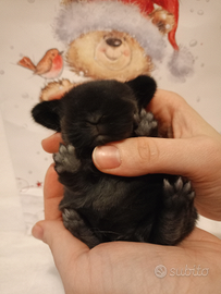 Cuccioli di minilop selezionato