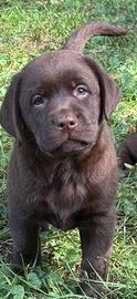Labrador chocolate
