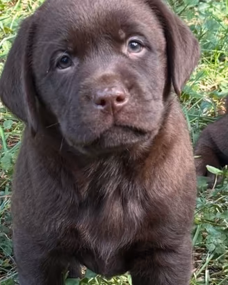 Labrador chocolate