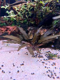 Cryptocoryne Wendtii brow