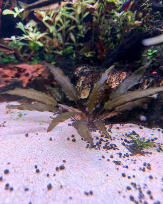 Cryptocoryne Wendtii brow