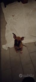 Pitbull cuccioli