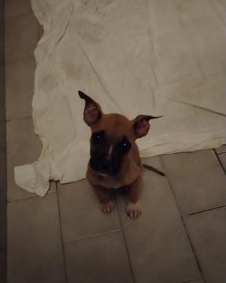 Pitbull cuccioli