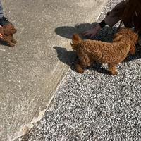 Cucciola di Barboncino Toy (femminuccia)