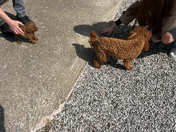 Cucciola di Barboncino Toy (femminuccia)