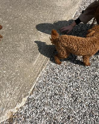 Cucciola di Barboncino Toy (femminuccia)