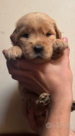 Cuccioli di Golden Retriver Americani