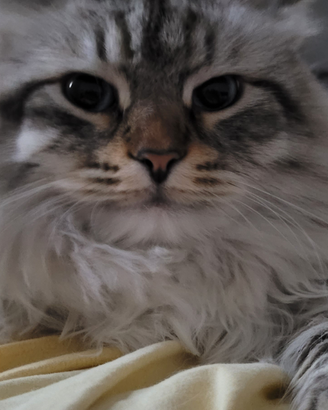 Disponibile per accoppiamento Siberiano