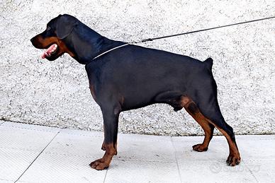 Dobermann maschio per accoppiamento