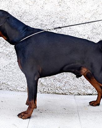 Dobermann maschio per accoppiamento