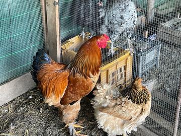 Galline ornamentali