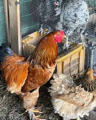 Galline ornamentali