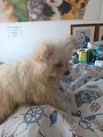 Cagnolino, razza maltipoo di due mesi e mezzo