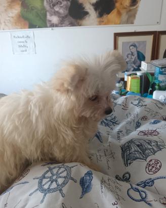 Cagnolino, razza maltipoo di due mesi e mezzo