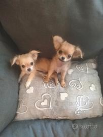 Chihuahua