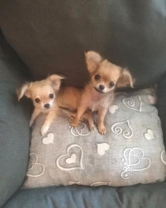 Chihuahua