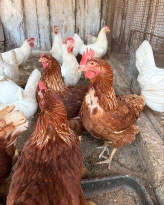 Galline ovaiole rosse