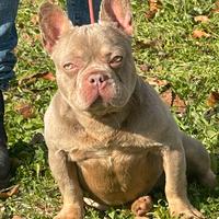 Bulldog Francese Isabel tan