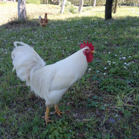Galline