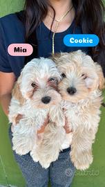 Maltipoo