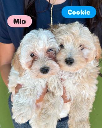 Maltipoo