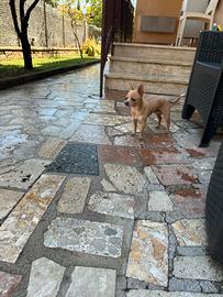 Chihuahua maschio disponibile per monta